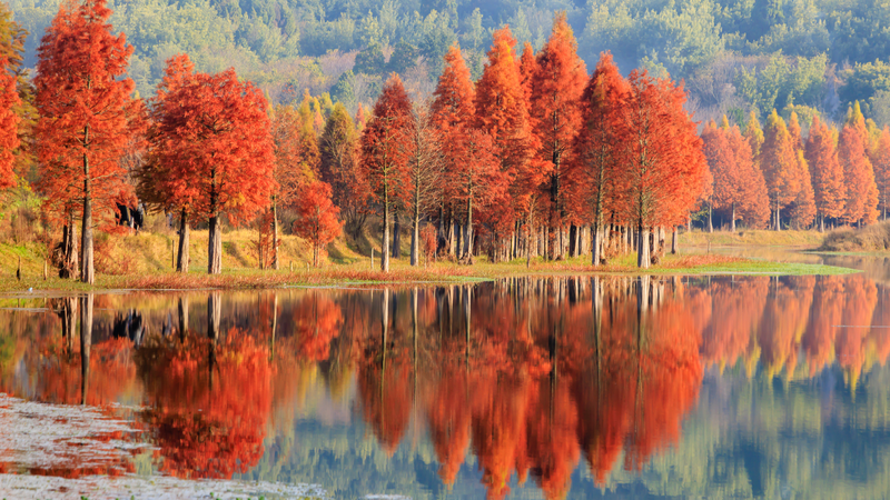 昆明の初冬を染めるメタセコイア　サンジャツン貯水池の水辺風景