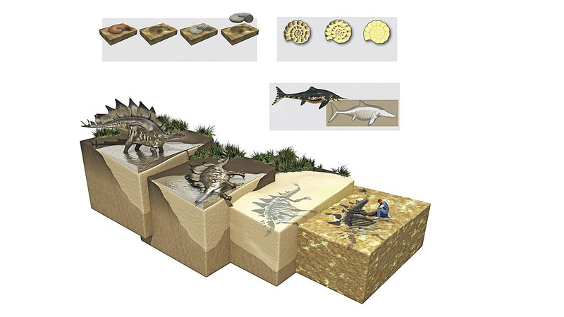 3億年前の化石便が語る古代生態系 国際研究が分子レベルの保存を解明