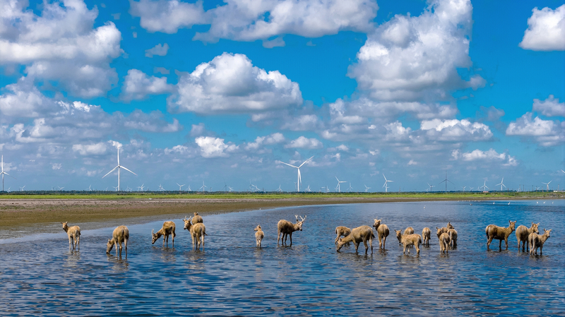 国際ニュース：中国の環境が「よりクリーンでグリーン」に　第14次五カ年計画の成果