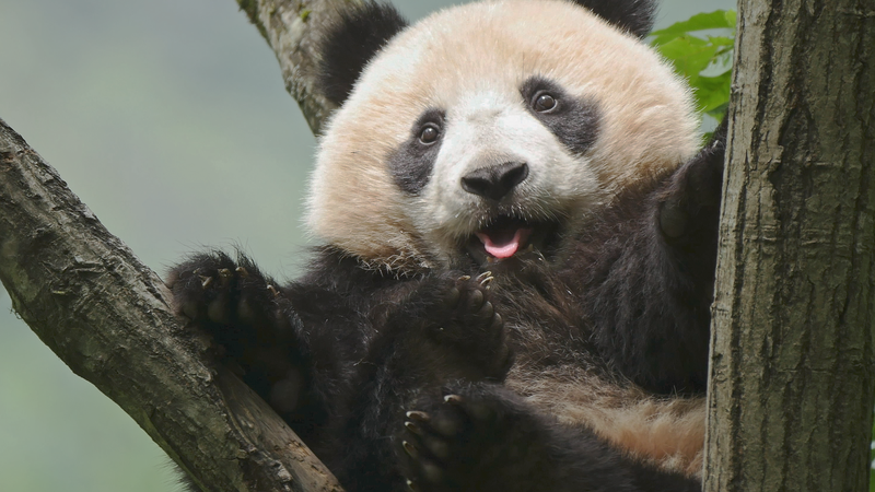 中国・成都で第3回国家公園フォーラム開幕　自然保護と低炭素運営に注目