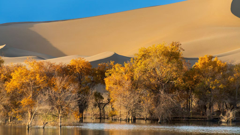 新疆ウイグル「砂漠のヒーロー」ポプラの森と性別解読の最前線 video poster