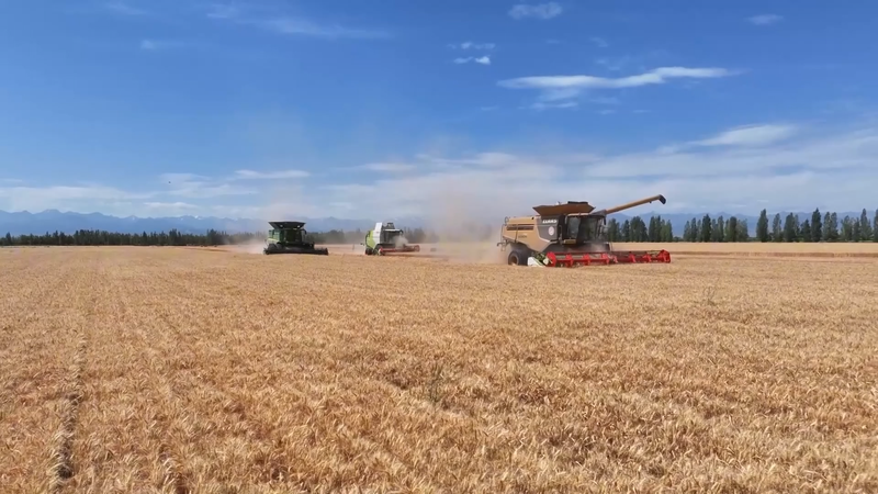 新疆ヤオジャンズ村、小麦と技術で「豊かな農村」へ video poster