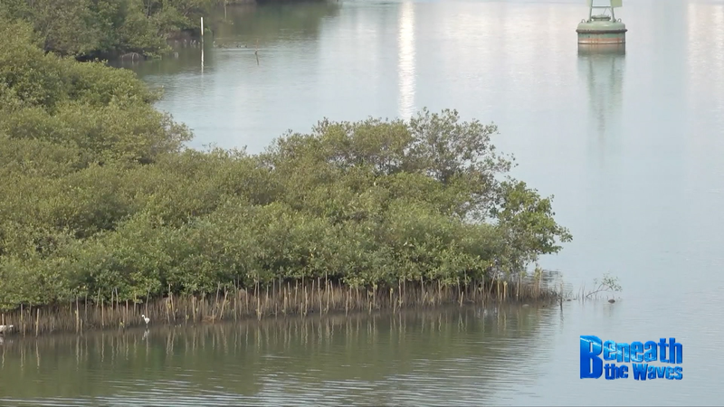 中国とインドネシアが協力　ジャワ島北部でマングローブ保護 video poster