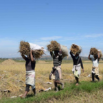 国連と中国本土が動かす南南協力 農業からグリーンエネルギーまで