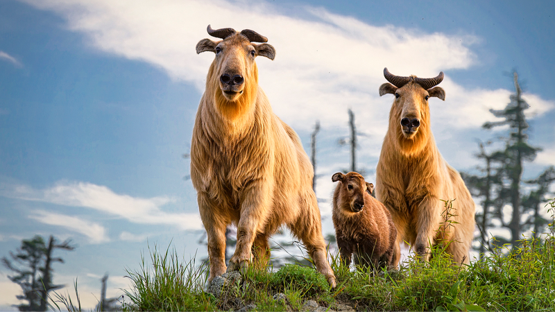 中国の生物多様性回復を支える「二つの山」理念とは