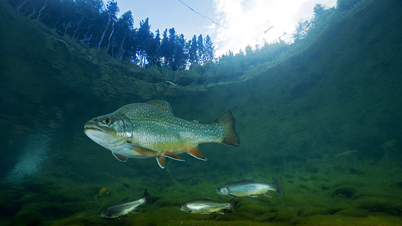 世界の淡水動物の4分の1が絶滅危機に　新研究が示す深刻な現実