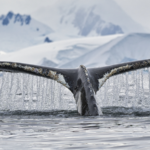 中国本土、国連の海洋生物多様性協定を批准　批准書を国連に寄託