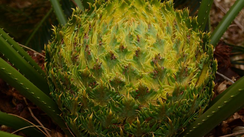 中国・海南島の熱帯雨林へ　生物多様性あふれる国家生態文明試験区