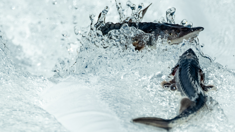 中国チョウザメ人工繁殖　第3世代誕生で保護が新段階へ