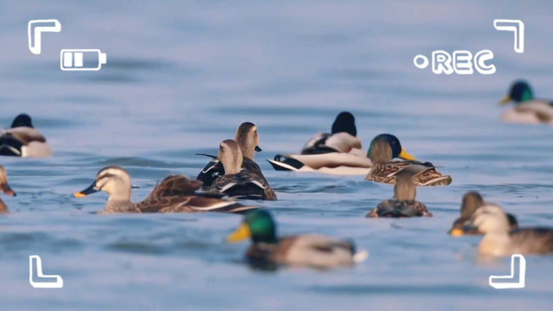 江蘇省Tiaozini湿地の野鳥たちを追う：写真家が見せる生命の楽園 video poster