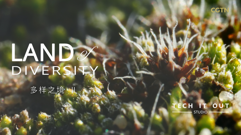 砂漠に生きる最強のコケ Syntrichia caninervis video poster