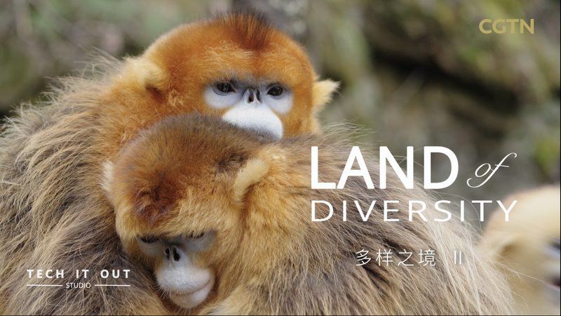 ボスはメス？ゴールデン・スナブノーズドモンキーの不思議な家族 video poster