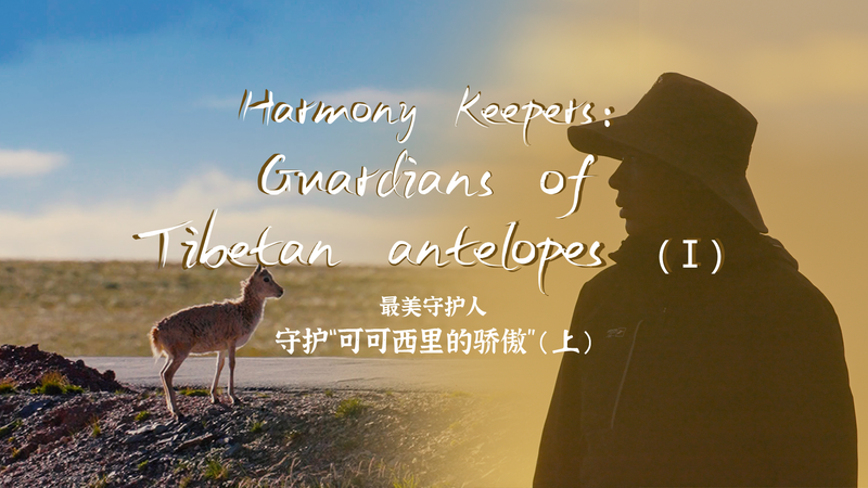 チベットカモシカを守る人々：青海・ホフシルのレンジャーたち video poster