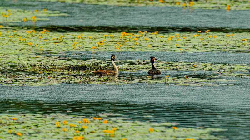 中国が世界最多の湿地都市へ　ラムサール条約COP15で新たに9都市認定