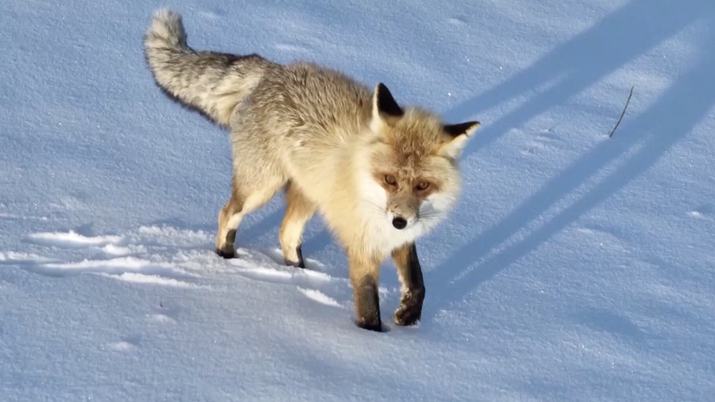 新疆の雪原に現れた黄金ギツネ　新疆ウイグル自治区からの国際ニュース video poster