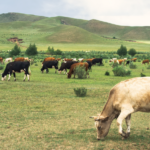 東アジアの牛DNA地図が示す古代交流：黄河から新疆まで1万年の移動史