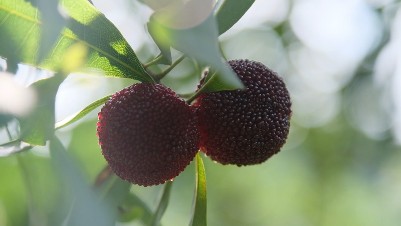 浙江省ユンベリーシーズン　果樹園から世界へ広がる「中国の甘い味」 video poster