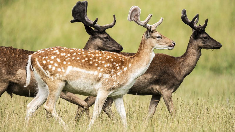 動植物の遺伝的多様性が3分の2で低下　環境変化への適応力に懸念