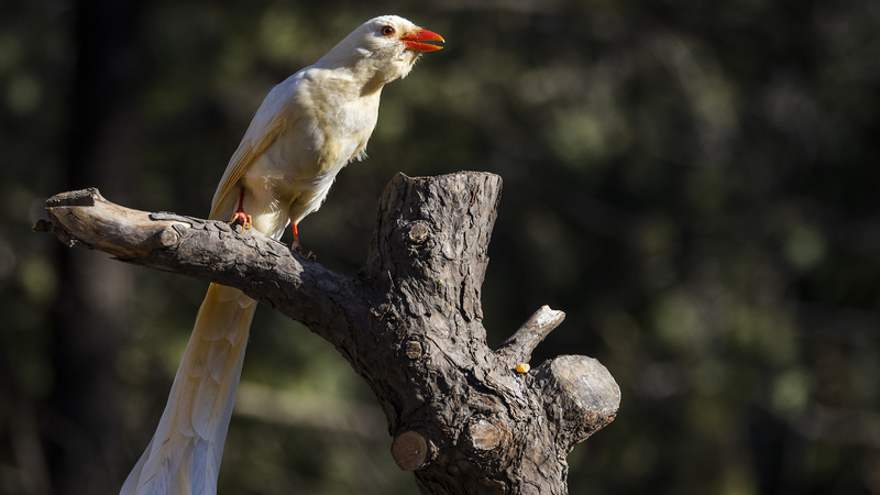 色を失った命をどう守る？希少なアルビノ動物と保護のいま