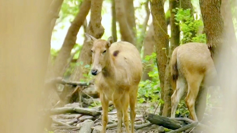 江蘇・Dafeng Milu自然保護区　光の森を歩くミルーの群れ video poster