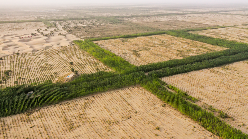 砂漠に挑む「緑の壁」：新疆マキト県とタクラマカン防砂林 video poster