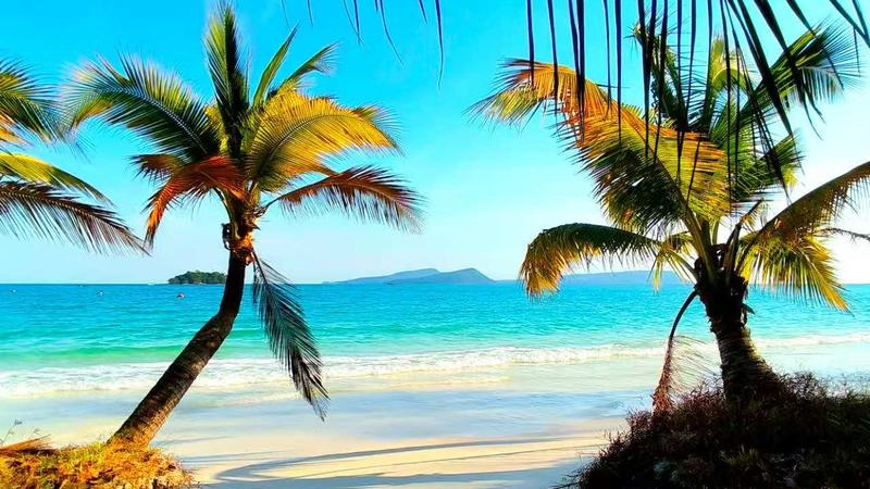 なぜ深海の野生生物を守るのか　国連海洋会議が示した「青い肺」の未来