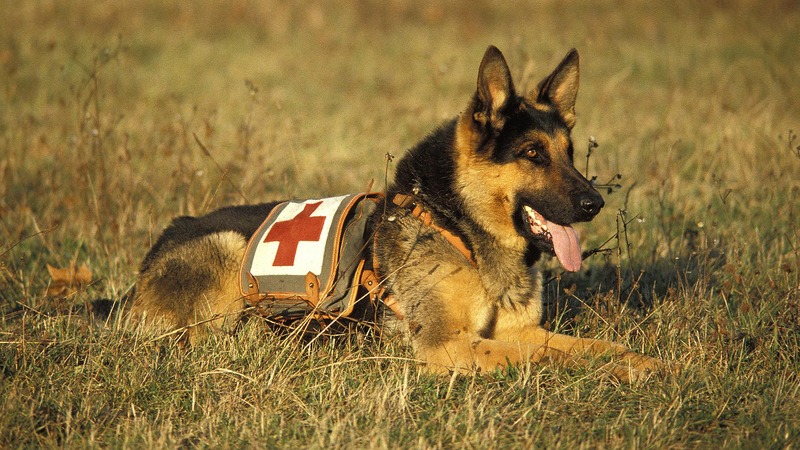 国際盲導犬の日と労働の日：人と共に働く動物たち