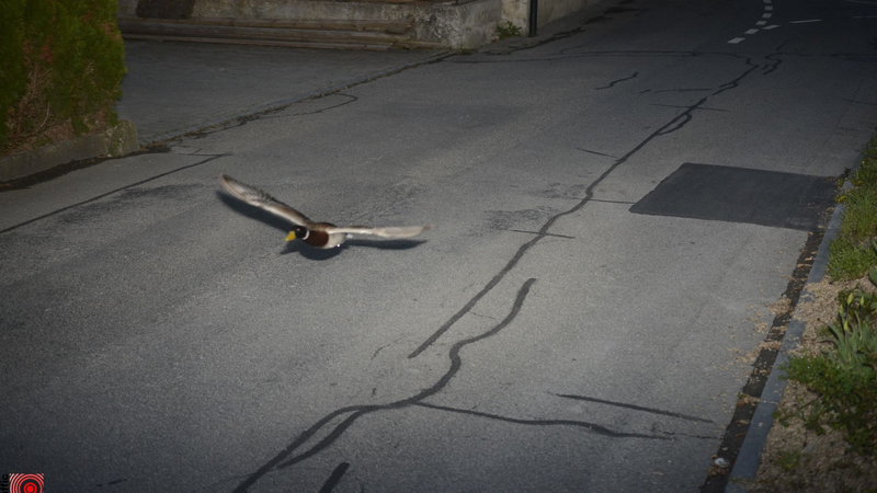 スイスで時速52キロのアヒルにスピード違反？レーダーが7年越しで2度検知