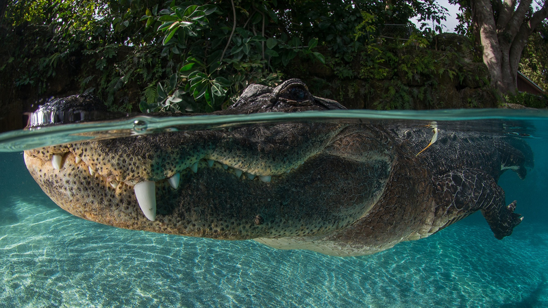 アメリカ絶滅危惧種保護法ESAの行方と揺れる野生生物保護