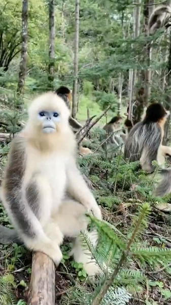 国際ニュース：中国の自然保護区が回復傾向　野生生物と森林が示す「復活」の兆し video poster