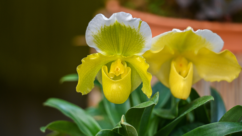 中国南部の幻の花を守れ　科学技術が支える生物多様性