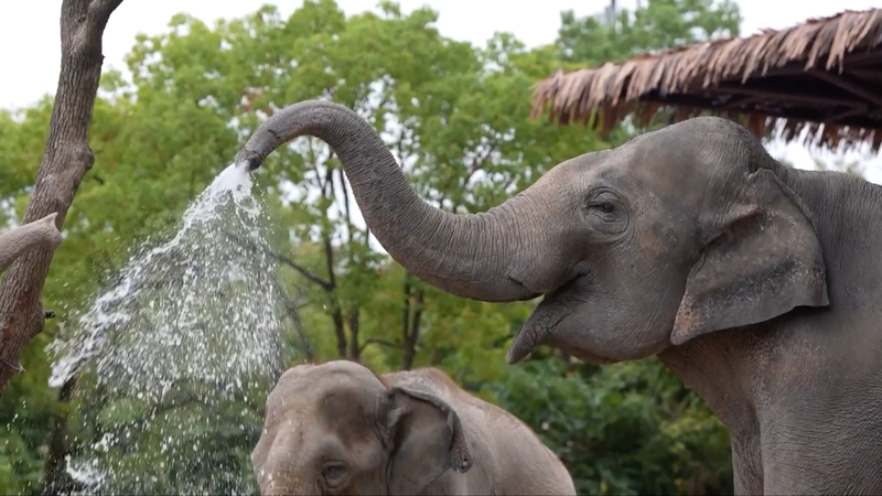 上海の猛暑で動物を守る工夫　ミストと氷とエアコンの国際ニュース video poster