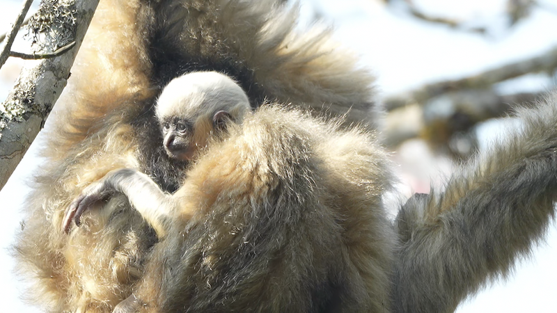 中国雲南省の絶滅危惧テナガザル、哀牢山で繁栄　今年も赤ちゃん誕生 video poster