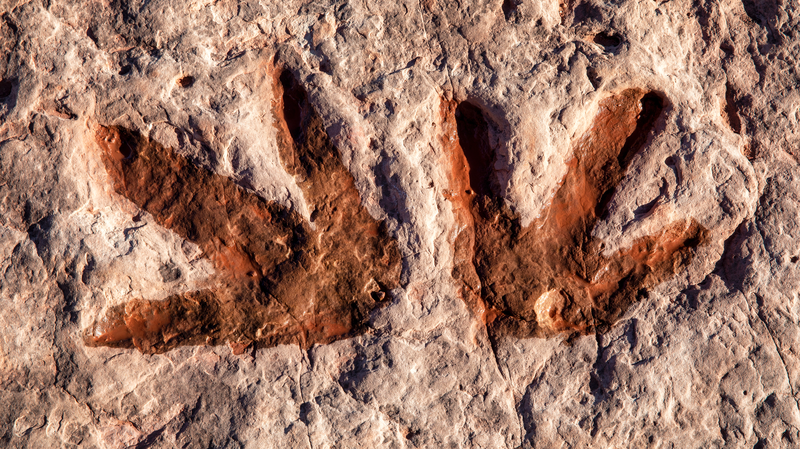 中国四川で約2億年前の恐竜足跡　進化の謎に迫る新発見