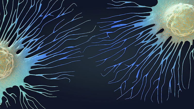 新しい抗体治療ががん免疫を強化　トリプルネガティブ乳がんで有望な結果