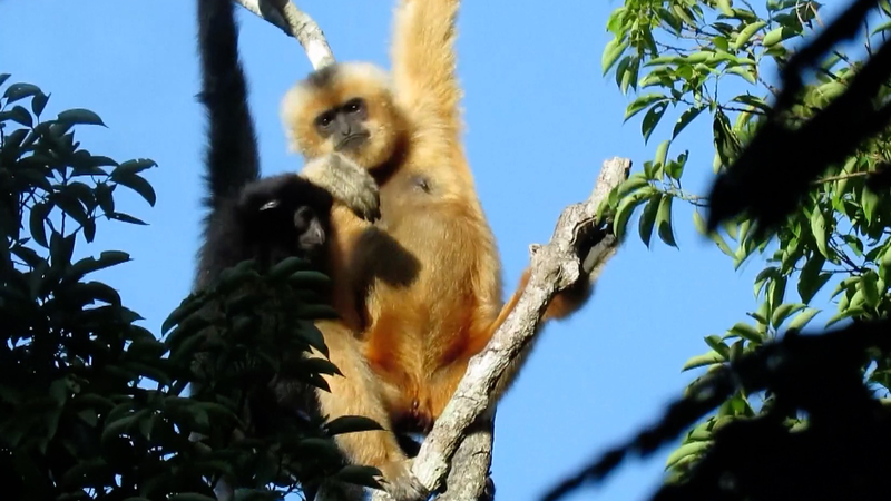 中国の国立公園システムが加速　5つの公園で生態系と生物多様性を保護 video poster