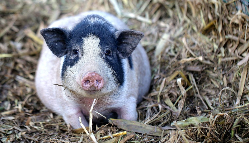 世界初の遺伝子編集ブタ肺移植、中国チームが実施