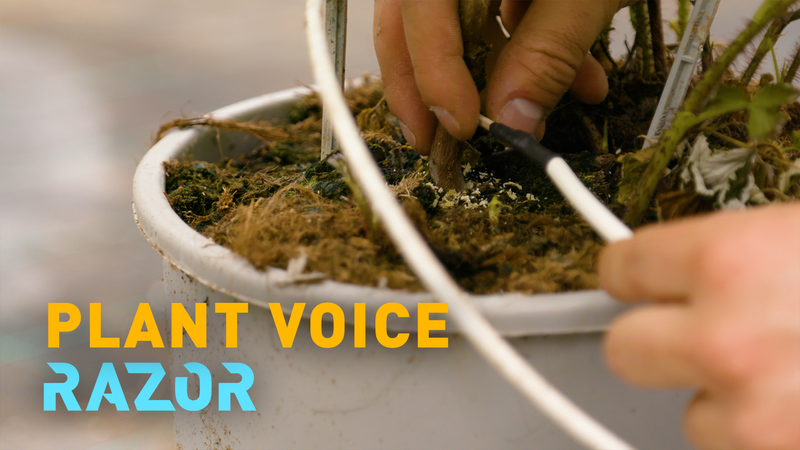 AIバイオセンサーPlantVoice　高性能「つまようじ」が変える持続可能な農業 video poster