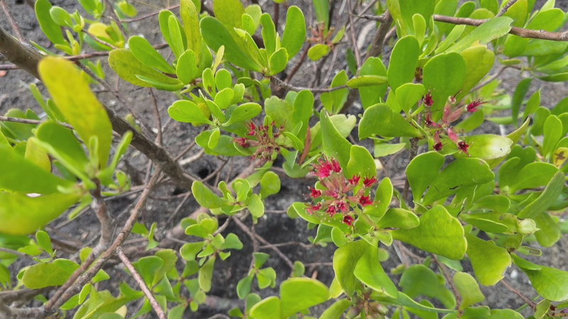 国際熱帯デーとは？生物多様性とレジリエンスを考える