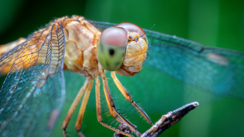 動物の脳が次世代AIと保全の鍵に　豪モナシュ大学の新研究