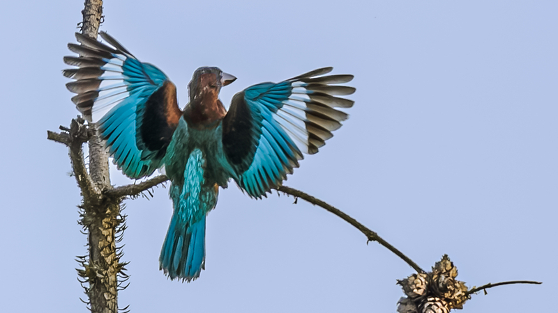 中国・南昌の夏、水辺に集う希少な野鳥たち　生物多様性を映す光景