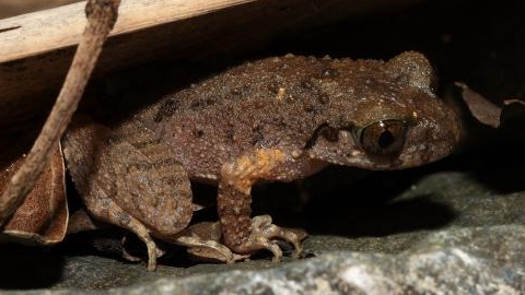 中国・広東省で新種カエル発見　名前は「カンフー」