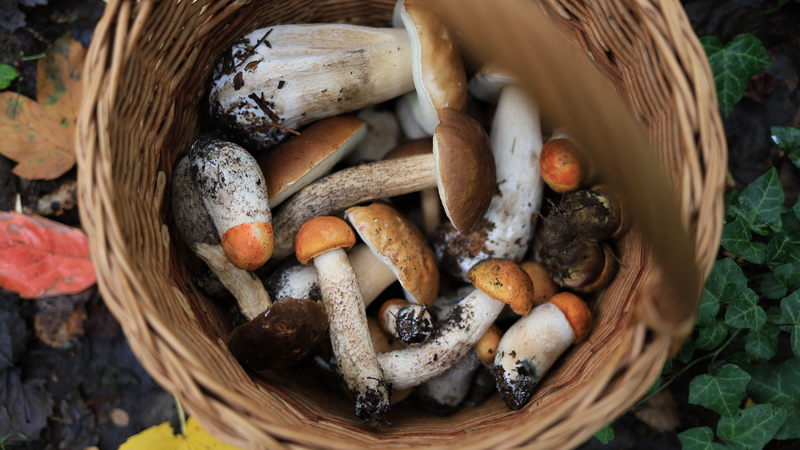 中国の森林食料生産が2億トン突破 農業第3の柱に