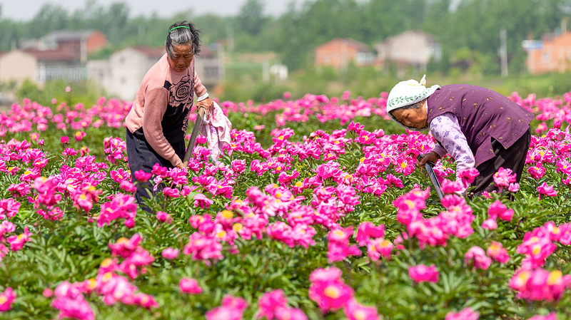 Chinese herbaceous peonyはただの観賞花ではない　伝統中国医学とスキンケア