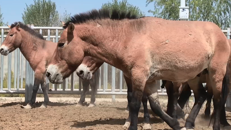 中国のモウコノウマ保護：28頭を敦煌の自然保護区へ野生復帰へ video poster