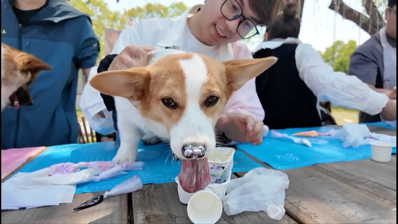 中国無錫で広がるペットフレンドリー経済　専用バスと街づくり video poster