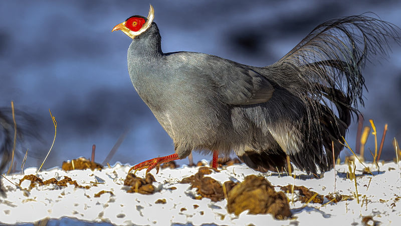 中国・祁連山の希少な野生動物を記録　初の本格アトラスが刊行