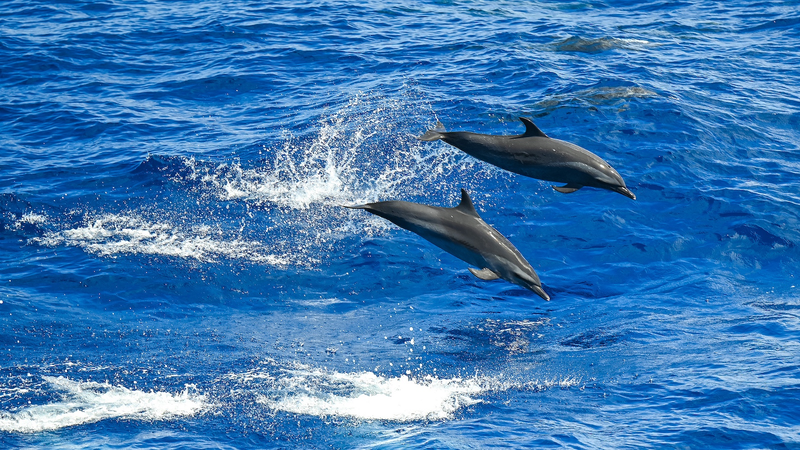 上海で初の海洋共同体フォーラム　「青い未来」を共有するには