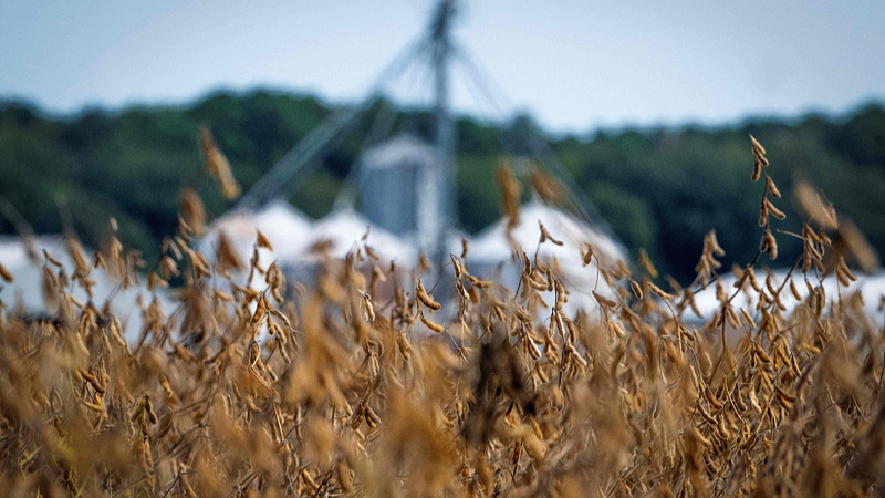 米農業を直撃　政府閉鎖と関税が招く二重の打撃【国際ニュース】