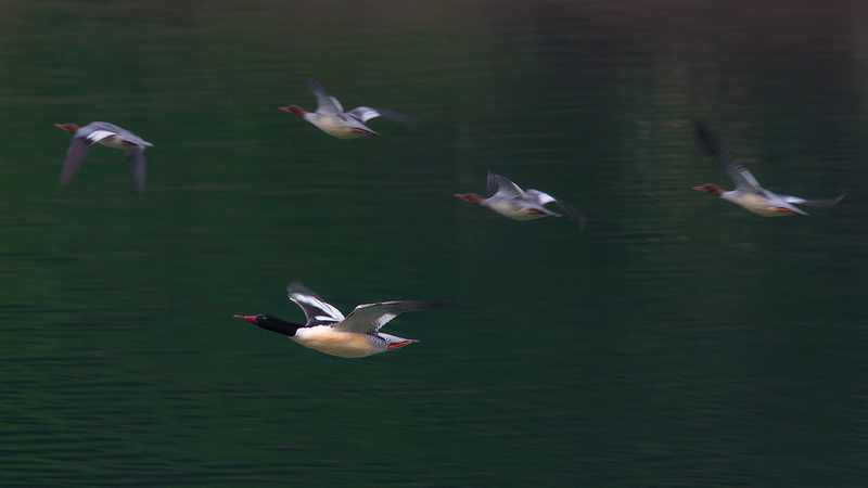 中国東北の希少カモ、中国秋沙のヒナふ化　長白山から国際ニュース video poster